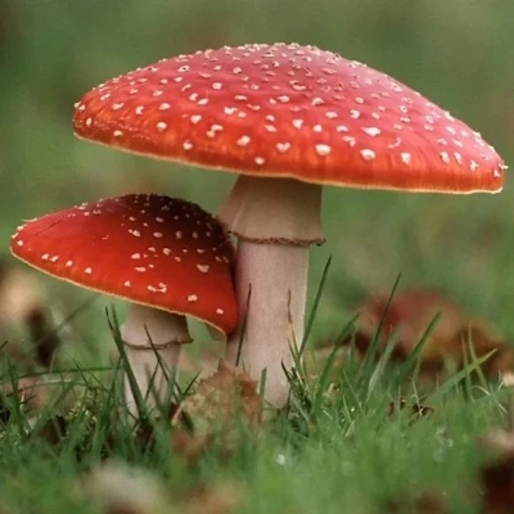 Meet your Posher, Chelsea - Picture 1 of 1